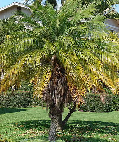 Pygmy Date Palm ~ Miniature Date Palm ~ Phoenix Roebelenii